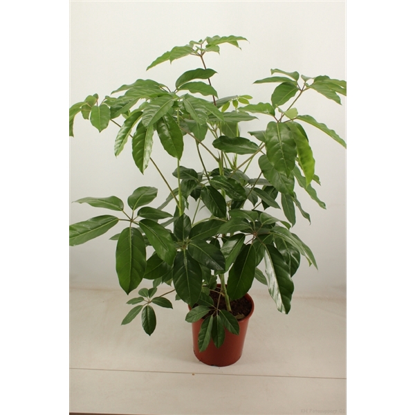 <h4>schefflera amate 30 cm pot</h4>