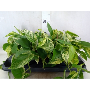 Epipremnum pinn. 'Marble Queen'