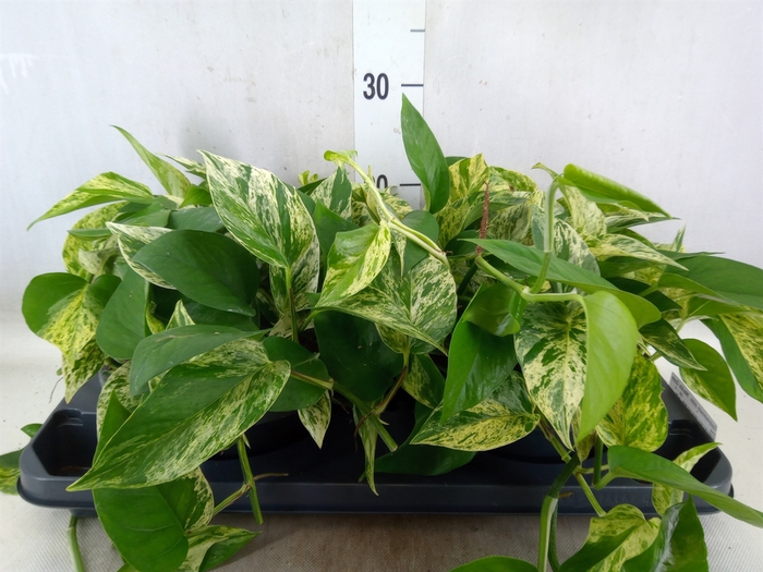 <h4>Epipremnum pinn. 'Marble Queen'</h4>