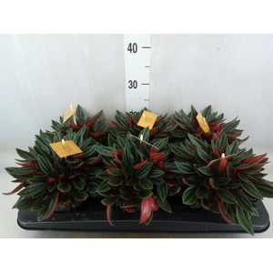 Peperomia caperata 'Rosso'