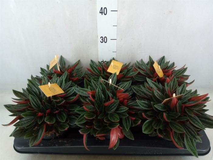 <h4>Peperomia caperata 'Rosso'</h4>