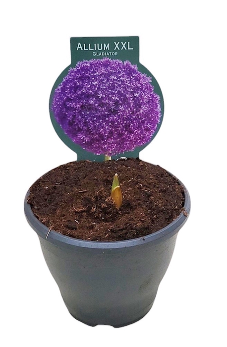 <h4>ALLIUM GLADIATOR</h4>