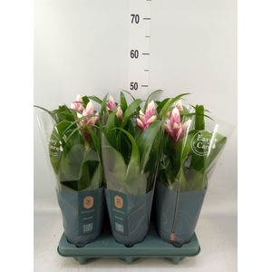 Guzmania  'Candy'
