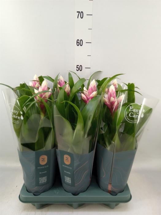 <h4>Guzmania  'Candy'</h4>