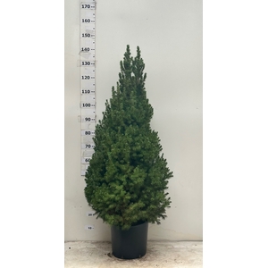 PICEA GL CONICA