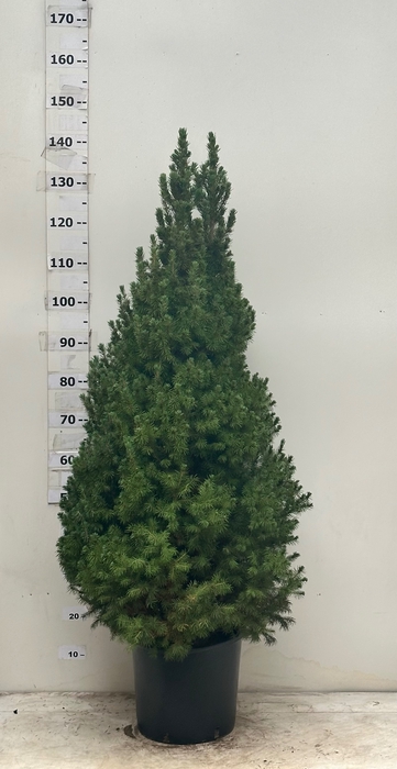 <h4>PICEA GL CONICA</h4>