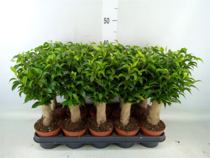 <h4>Ficus benja. 'Natasja'</h4>