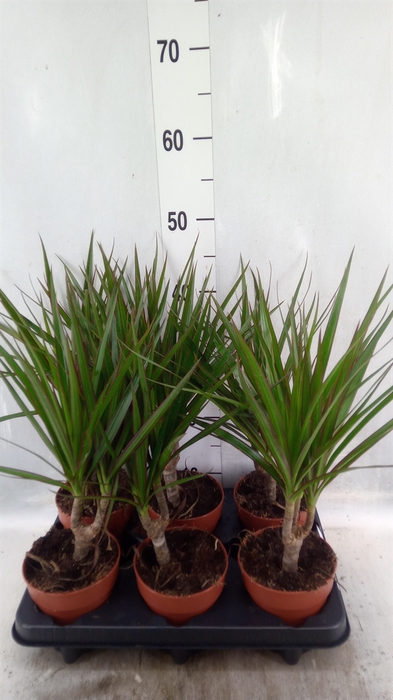 <h4>Dracaena marg.</h4>