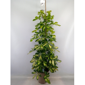 Schefflera arbor. 'Dalton'