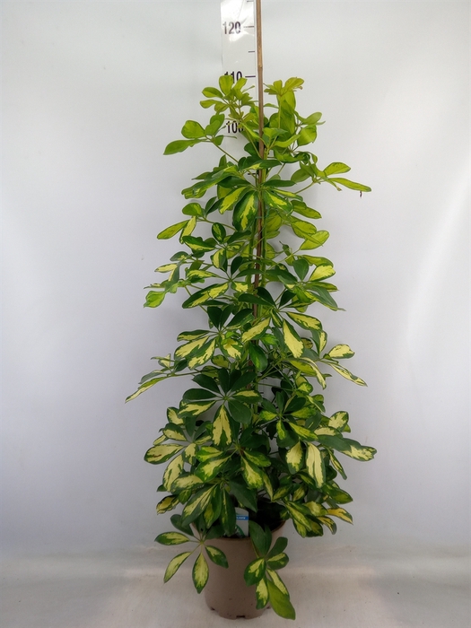 <h4>Schefflera arbor. 'Dalton'</h4>