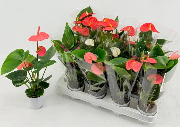 <h4>ANTHU AN GEM 3 KL</h4>