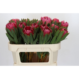 Protea Brenda