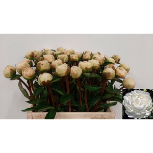 PAEO L WHITE IVORY