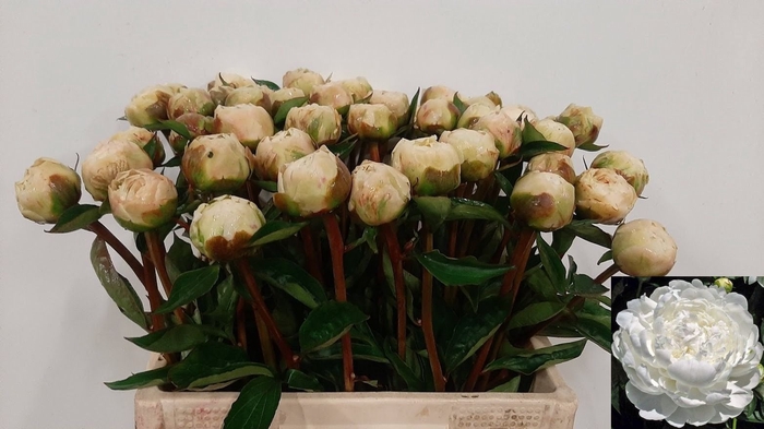 <h4>PAEO L WHITE IVORY</h4>
