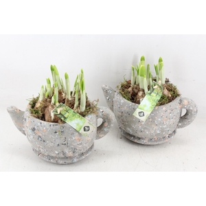 arr4 Narcis JS - Theekop robust groot