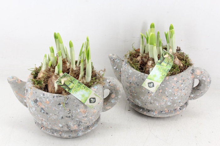 <h4>arr4 Narcis JS - Theekop robust groot</h4>