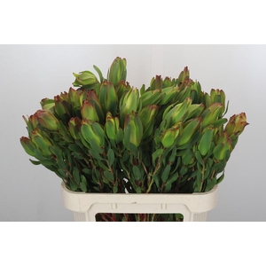 Leucadendron Laurel Yellow Spray