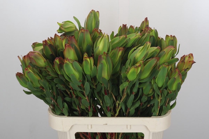 Leucadendron Laurel Yellow Spray