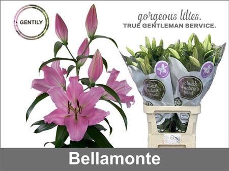 <h4>Li Or Bellamonte</h4>