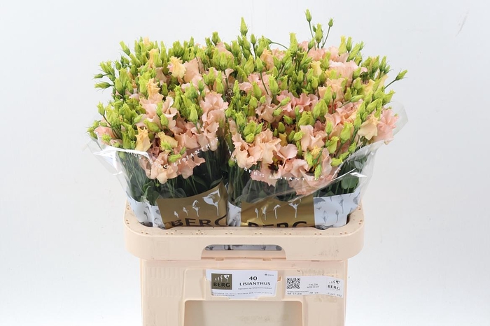 <h4>Eus E Falda Apricot</h4>