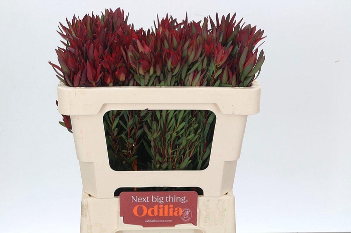 <h4>LEUCADENDRON SALIGNUM 'BLUSH'</h4>