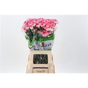 DI ST SPRITZ BLANCO ROSA