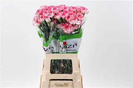 <h4>DI ST SPRITZ BLANCO ROSA</h4>