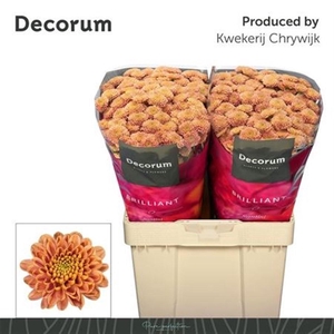 Chr S Ellison Salmon