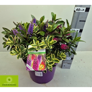 HEBE KARA LILAC KIWI