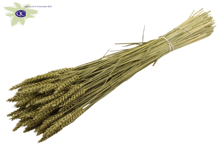 Triticum per bunch Olive