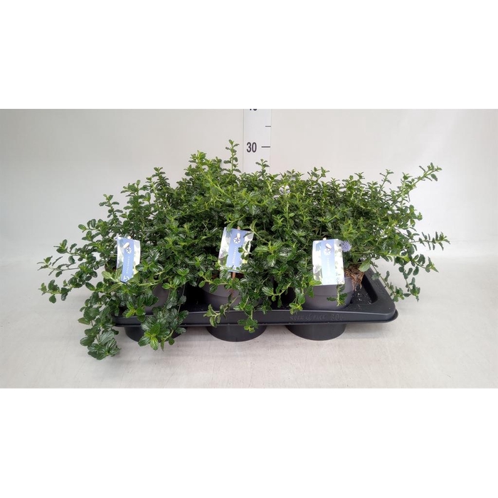 <h4>Ceanothus thyrsiflorus var. repens</h4>