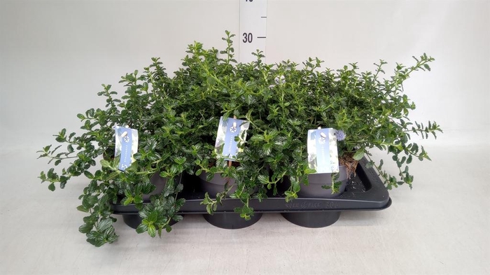 <h4>Ceanothus thyrsiflorus var. repens</h4>