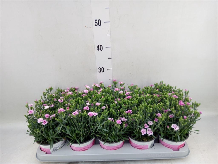 <h4>Dianthus  'Pink Kisses'</h4>