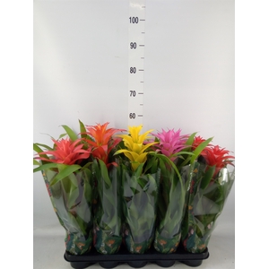 Guzmania   ...mix
