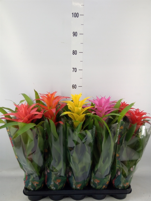<h4>Guzmania   ...mix</h4>