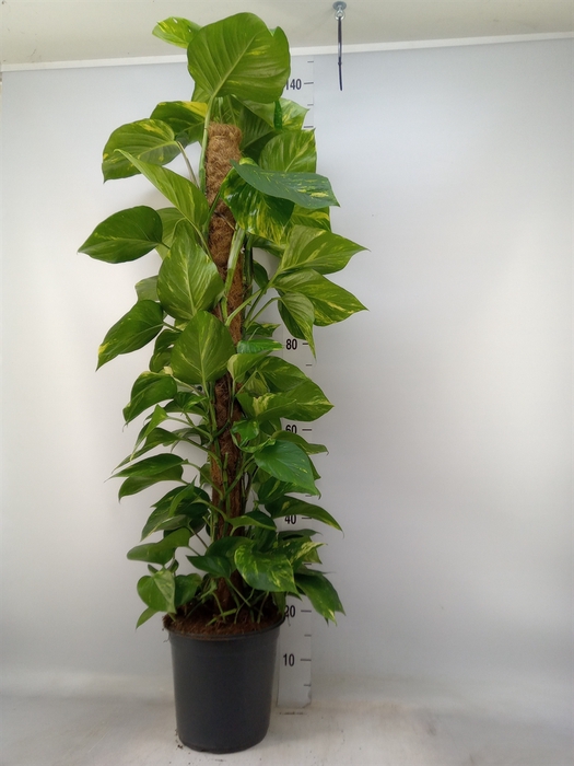 <h4>Epipremnum pinn.   ...moss stick</h4>