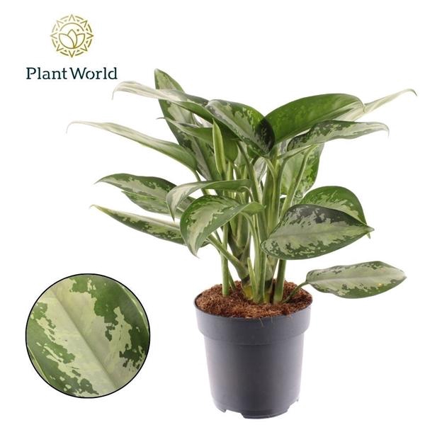 Aglaonema 'Jubilee'