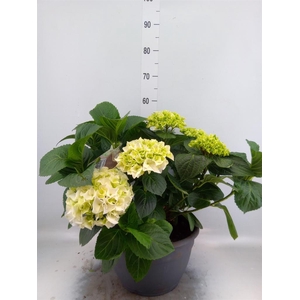 Hydrangea mac.