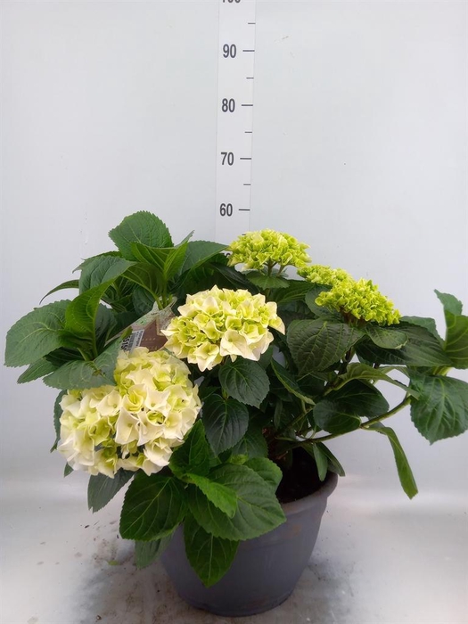 <h4>Hydrangea mac.</h4>