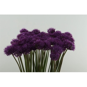Allium Gladiator 90cm