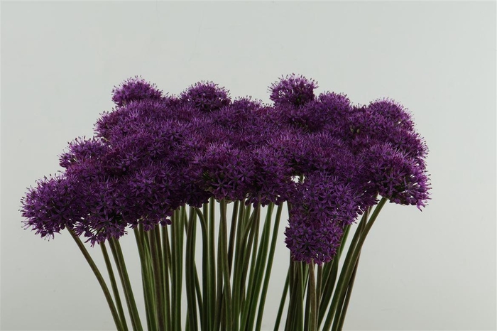 <h4>Allium Gladiator 90cm</h4>