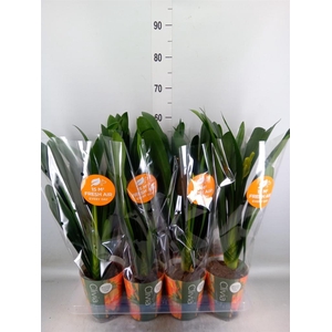 Clivia miniata