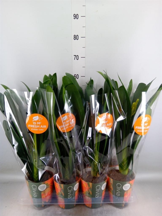 <h4>Clivia miniata</h4>