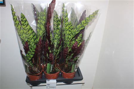 <h4>Calat Lancifolia 17cm Pot</h4>