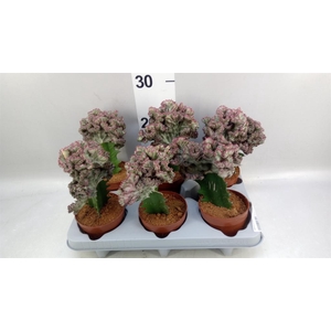 Euphorbia lactea