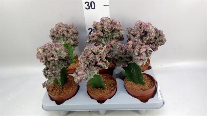 <h4>Euphorbia lactea</h4>
