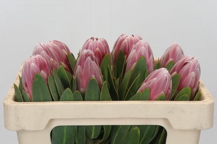 <h4>Protea Carnival</h4>