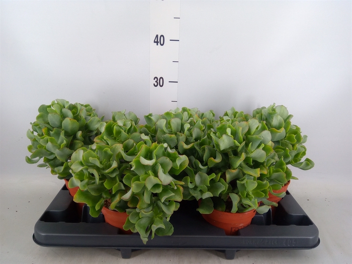 <h4>Crassula arborescens</h4>