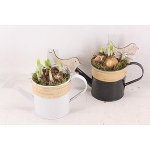 arr4 Narcis JS - Gieter bamboe black/white x8