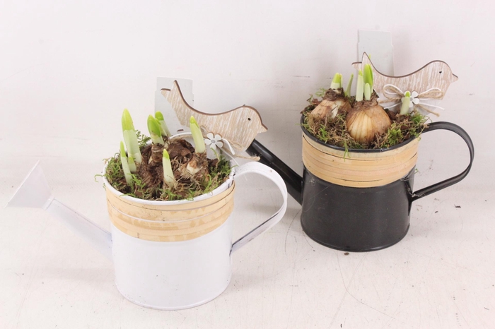 <h4>arr4 Narcis JS - Gieter bamboe black/white x8</h4>